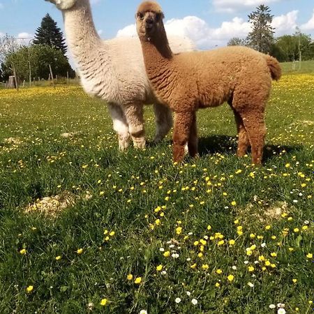 Herzfennerhof Mobilheim Auw bei Prum Eksteriør bilde