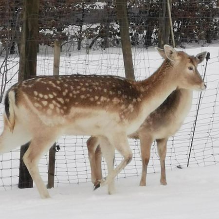 Herzfennerhof Mobilheim Auw bei Prum Eksteriør bilde